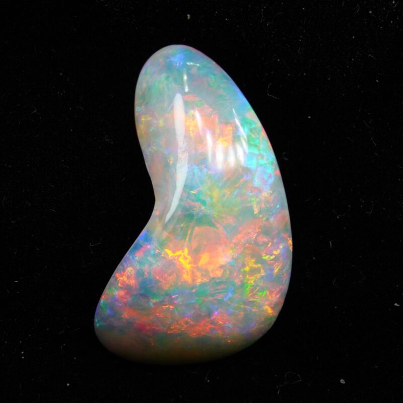 Australian Crystal Opalized Shell Fossil